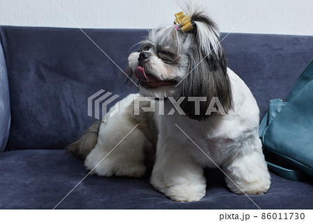 A cute Shih Tzu dog with a bow lies on the sofa at home. Dog looking at the camera. 86011730