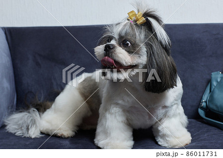 A cute Shih Tzu dog with a bow lies on the sofa at home. Dog looking at the camera. A cute Shih Tzu dog with a bow lies on the sofa at home. Dog looking at the camera. 86011731
