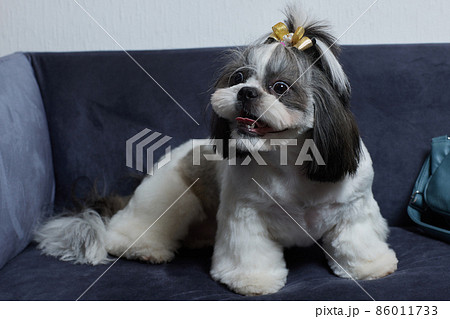 A cute Shih Tzu dog with a bow lies on the sofa at home. Dog looking at the camera. A cute Shih Tzu dog with a bow lies on the sofa at home. Dog looking at the camera. 86011733