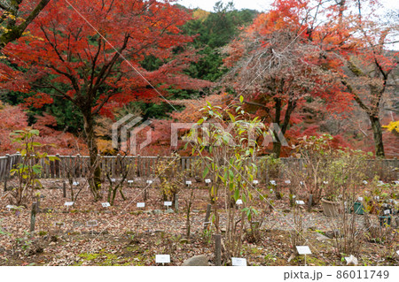 龍王山 三光寺 龍王山 三光寺 86011749