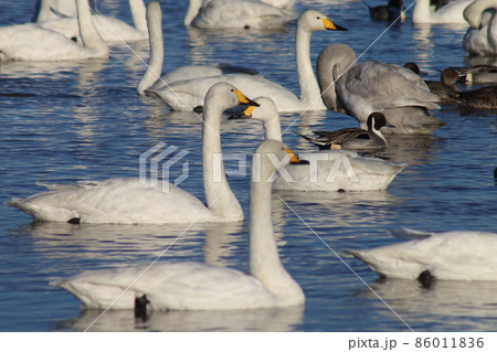 千葉県印西市本埜の白鳥の郷 ハクチョウのハート 千葉県印西市本埜の白鳥の郷 ハクチョウのハート 86011836