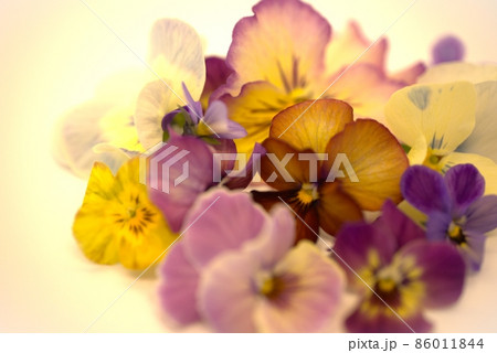 色とりどりのパンジーとビオラのクローズアップ 色とりどりのパンジーとビオラのクローズアップ 86011844