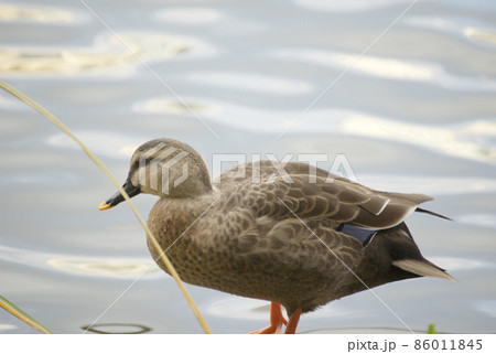 カルガモの横顔 86011845