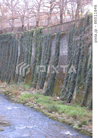 ツタの生い茂った石神井川沿いの壁 86011846