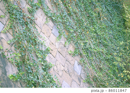 ツタの生い茂った壁 86011847
