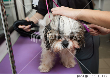 Adorable black and white cute Shih Tzu dog ear fly with the wind sitting at salon and using hair dryer after shower, clean, make dry hair and grooming pet with love concept. 86012145