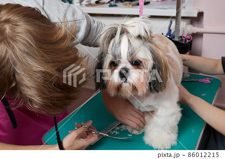 Female groomer brushing Shih Tzu at grooming salon. 86012215