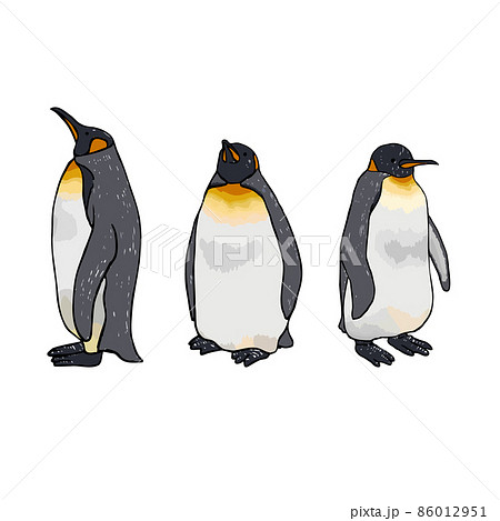 オウサマペンギン3匹　手描きイラスト 86012951