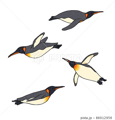泳ぐオウサマペンギン 手描きイラスト セット 泳ぐオウサマペンギン 手描きイラスト セット 86012956