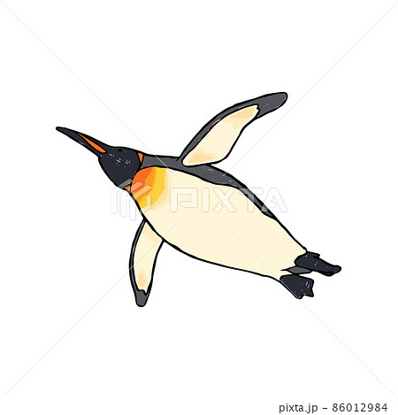 泳ぐオウサマペンギン 手描きイラストのイラスト素材
