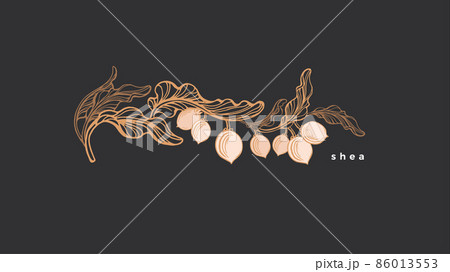 Shea nuts label Vector branch, texture leaves, oil 86013553