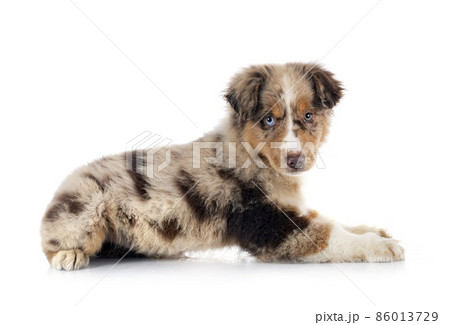 Miniature American Shepherd 86013729