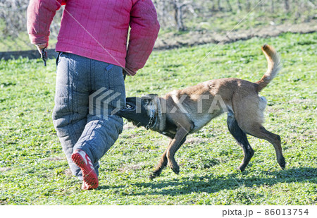 training of belgian shepherd 86013754
