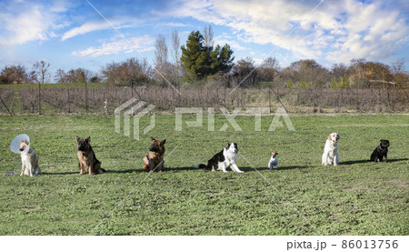 training of obedience for dogs 86013756