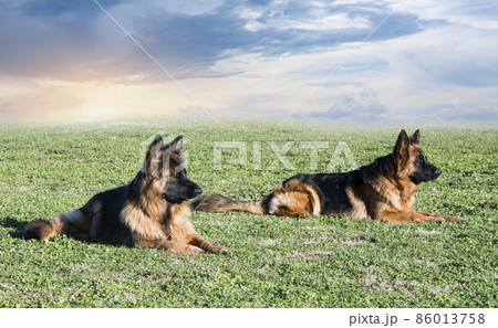 training of obedience for dogs 86013758