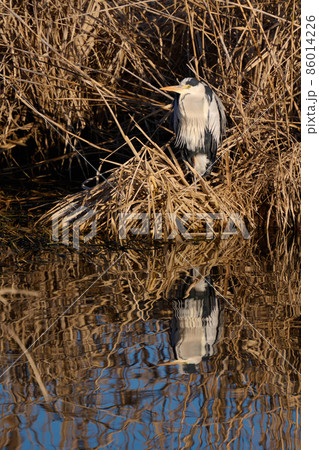 手賀沼の野鳥冬 アオサギの写真素材 [86014226] - PIXTA