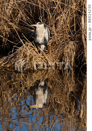 手賀沼の野鳥冬 アオサギの写真素材 [86014230] - PIXTA