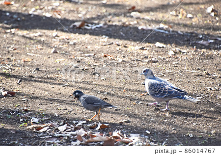 キジバトとムクドリ 86014767