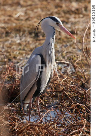 手賀沼の野鳥冬 アオサギ 手賀沼の野鳥冬 アオサギ 86015169