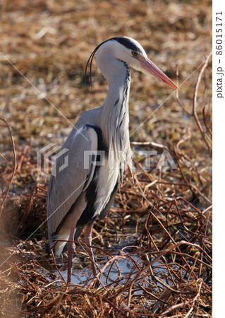 手賀沼の野鳥冬 アオサギ 手賀沼の野鳥冬 アオサギ 86015171