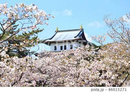 北海道　松前　春の松前城 86015271