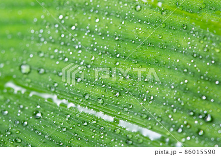 Macro background drops on green leaves 86015590