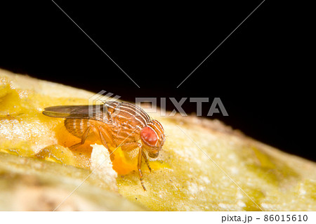 Drosophila melanogaster(Fruit Fly) 86015610