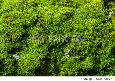 Background Macro Moss 86015657