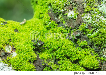 Background Macro Moss Background Macro Moss 86015658