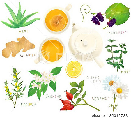 リラックスと美容のためのハーブや植物の葉の健康茶とティーカップのセットイラスト素材 リラックスと美容のためのハーブや植物の葉の健康茶とティーカップのセットイラスト素材 86015788