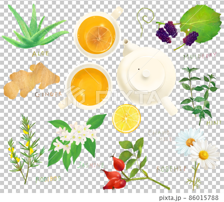 草藥和植物葉保健茶和茶杯套裝插圖材料,用於放鬆和美容 草藥和植物葉保健茶和茶杯套裝插圖材料,用於放鬆和美容 86015788