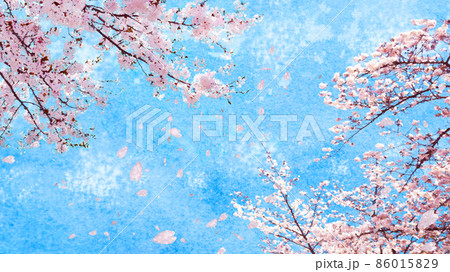 満開の桜 桜吹雪 水彩 16：9のイラスト素材 [86015829] - PIXTA