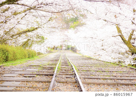 蹴上インクライン_3月・4月の京都観光_桜の名所 86015967