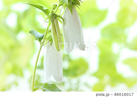 ホタルブクロ 山野草 白花 袋状の下向きの花 明るい背景 ホタルブクロ 山野草 白花 袋状の下向きの花 明るい背景 86016017