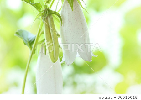 ホタルブクロ 山野草 白花 袋状の下向きの花 明るい背景 ホタルブクロ 山野草 白花 袋状の下向きの花 明るい背景 86016018