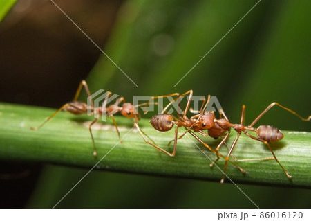 Macro red ants on plants 86016120