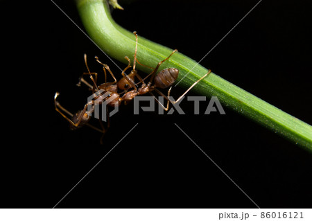 Macro red ants on plants 86016121