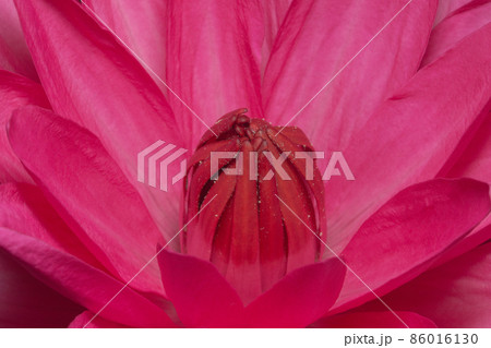 Close up image of a lotus red Close up image of a lotus red 86016130