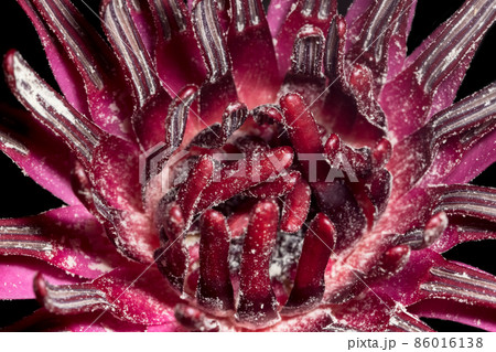 Close-ups Red lotus flower Close-ups Red lotus flower 86016138