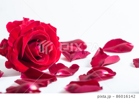 Background macro red roses 86016142