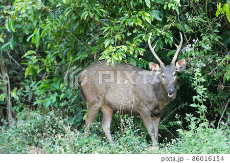 Sambar at Khao Yai National Park Sambar at Khao Yai National Park 86016154
