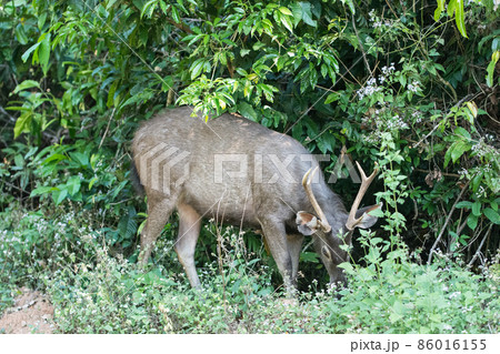 Sambar at Khao Yai National Park 86016155