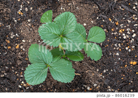 イチゴの苗　らくなりイチゴ 86016239