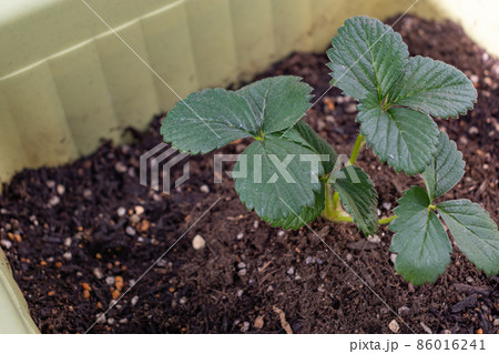 イチゴの苗　らくなりイチゴ 86016241