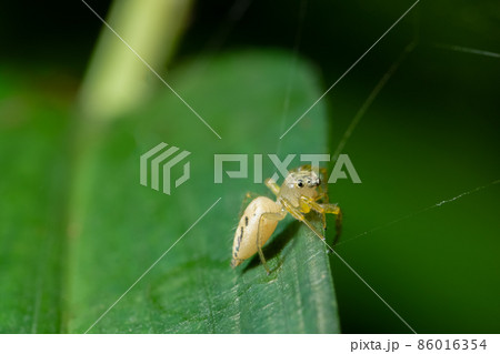 Macro background spider on grass 86016354