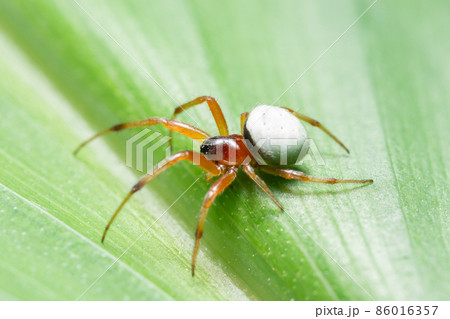 Macro Spider on a green background foliage 86016357