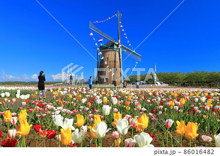 【千葉県】晴天下のチューリップ(佐倉ふるさと広場) 【千葉県】晴天下のチューリップ(佐倉ふるさと広場) 86016482