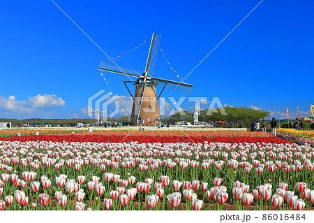 【千葉県】晴天下のチューリップ（佐倉ふるさと広場） 86016484
