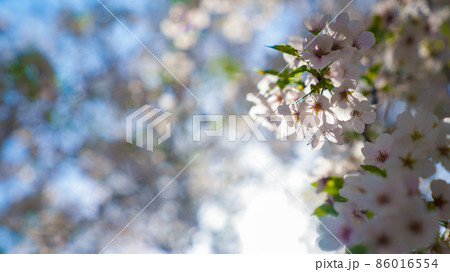 春の訪れ 桜の開花 春の訪れ 桜の開花 86016554