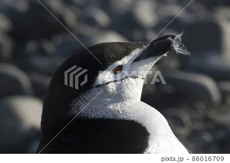 Chinstrap Penguin, Paulet island, Antartica, Scientific name,Pygoscelis antarcticus 86016709